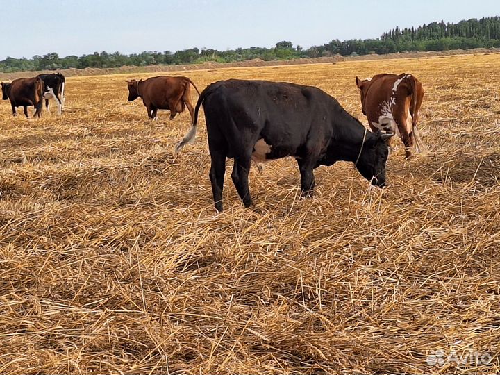 Продажа крс