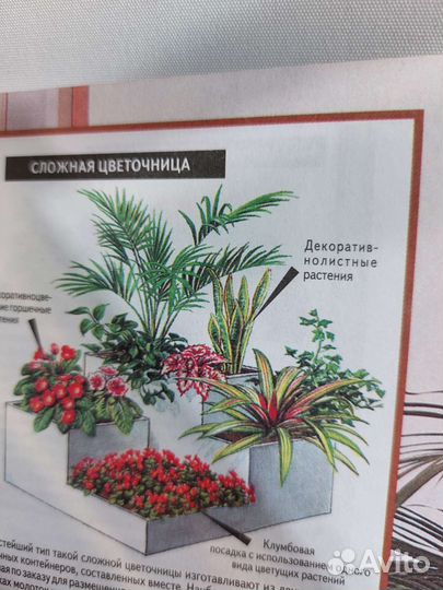 Всё о комнатных растениях. Хессайон Д.Г