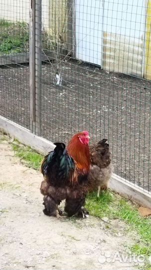 Инкубационное яйцо Брама
