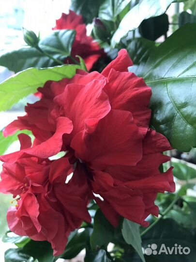 Гибискус махровый