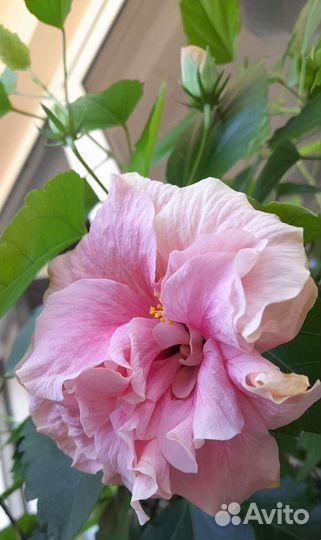 Гибискусы махровые