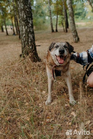 Самый добрый и ласковый пёс не может найти дом