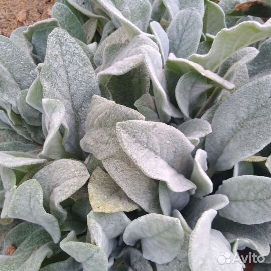 Вербейник монетчатый. Растения для сада