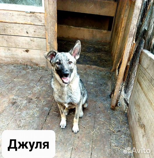 Собака в добрые руки