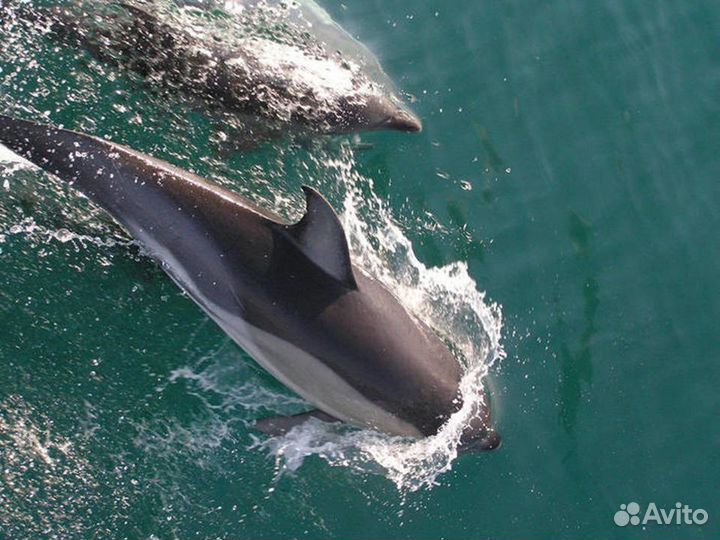 Автобусные Туры Уфа - Лермонтово-Сочи- Адлер -Уфа