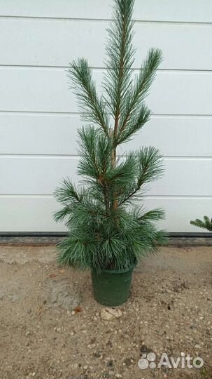 Сосна Аммерленд(см. Описание)