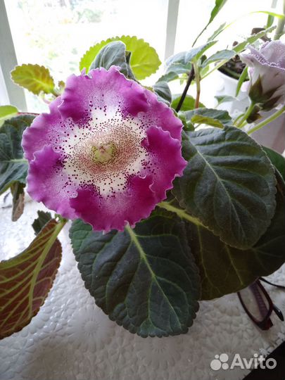 Стрептокарпусы и глоксинии