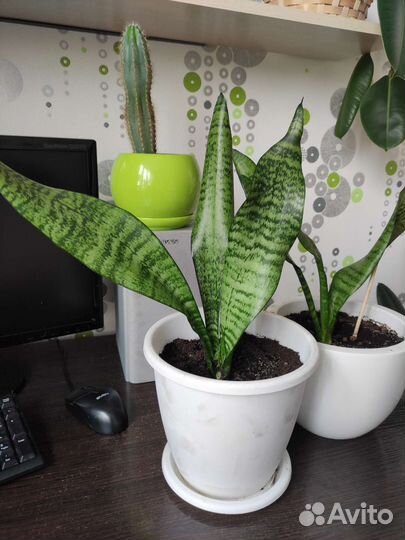 Сансевиерия