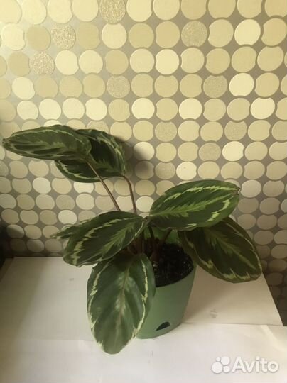 Калатея Лубберса и др