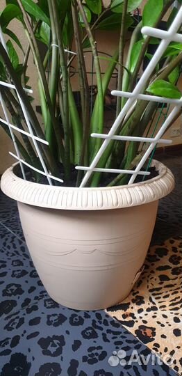 Долларовое дерево. Замиокулькас