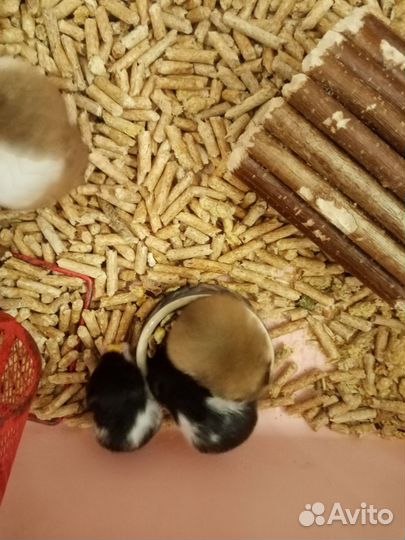 Сирииские хомячата