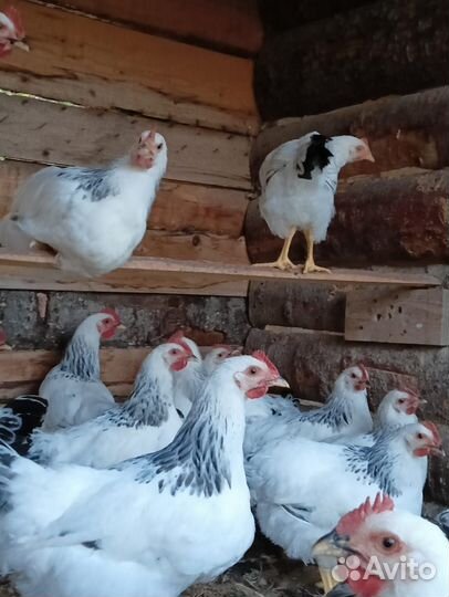 Молодые петухи