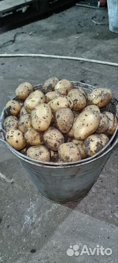 Картофель мелкий (семенной)