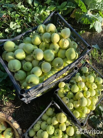 Яблоки Белый налив сьемные