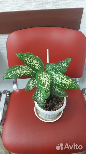 Диффенбахия,монстера