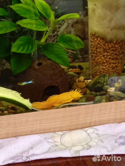 Аквариумные рыбки сомики