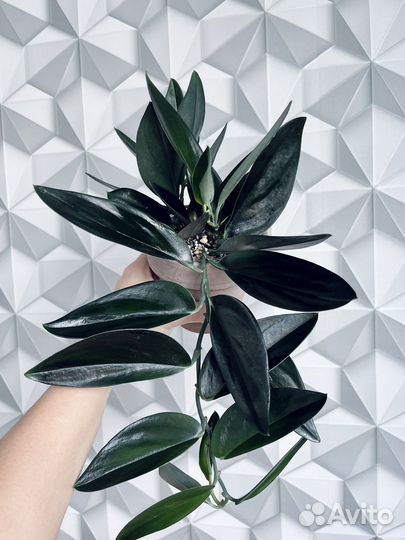 Сциндапсусы