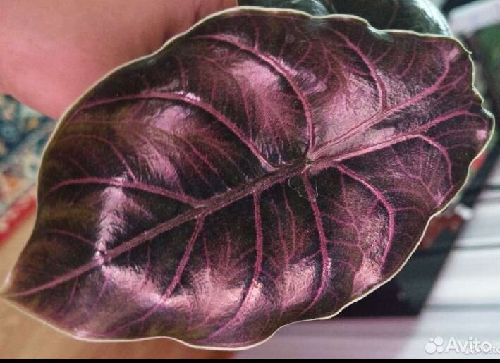 Обновлено.Алоказия Аzlani(клубень),хамелонема