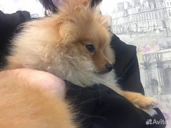 Выгул собак