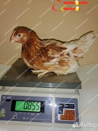 Куры Несушки
