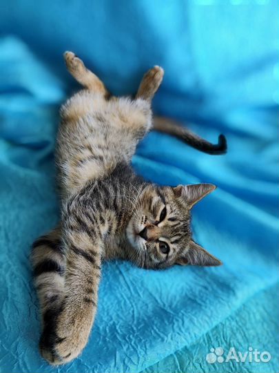 Котёнок мальчик