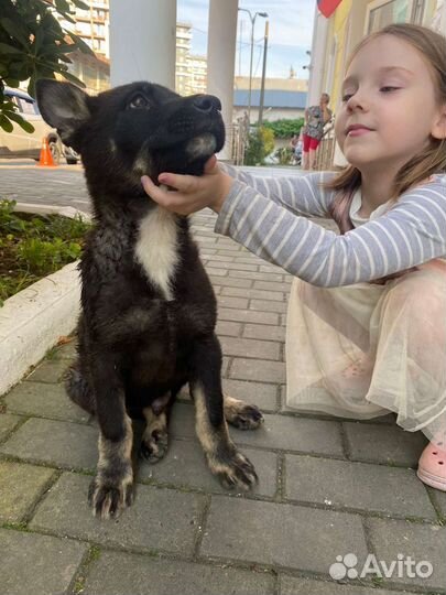 Восточноевропейская овчарка