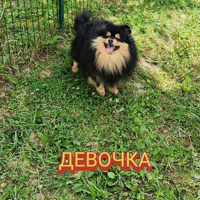 Померанский шпиц, взрослая собака