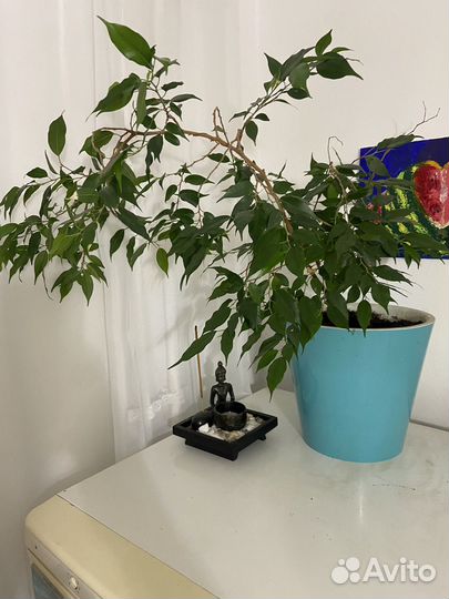 Фикус бенджамина