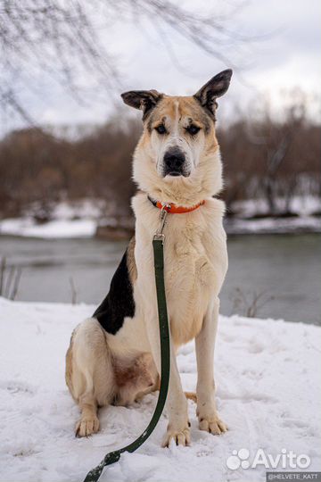 Собака Дарт