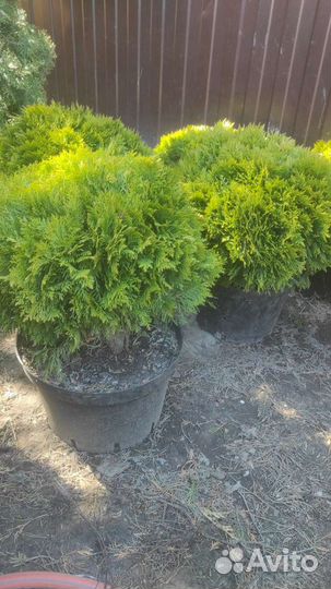 Туя шаровидная даника