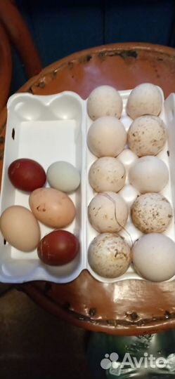 Инкубационное яйцо маранов, петухи маран, виандоты