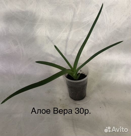 Суккуленты,кактусы