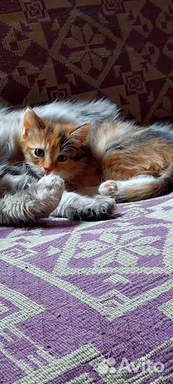 Кошечка 2мес