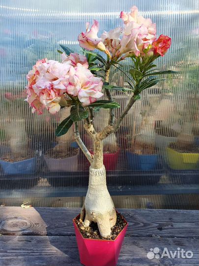 Адениум взрослый сортовой