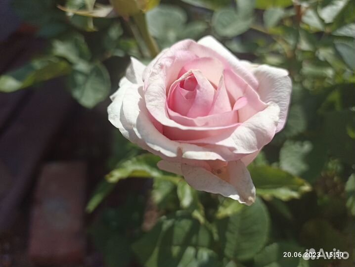 Кустовые розы саженцы