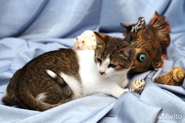 Котенок Лаврик в добрые руки