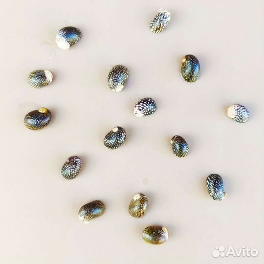 Улитки Теодоксусы очень живучие и плодовитые