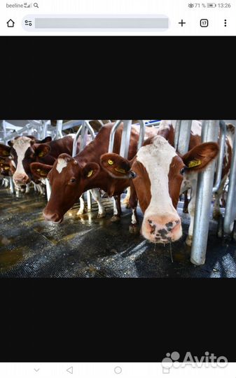 Требуется скотник дояр доярка