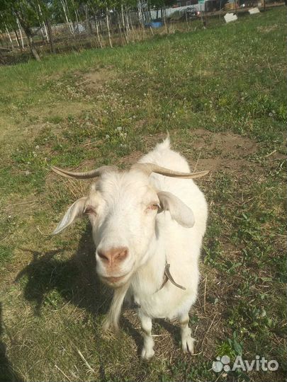 Коза дойная молочная