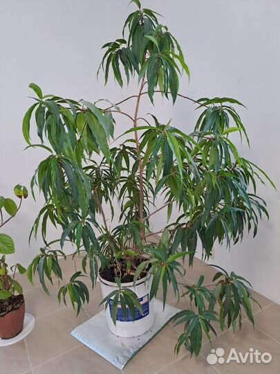 Растение комнатное