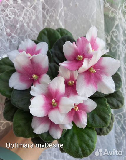 Фиалки сортовые (детки)