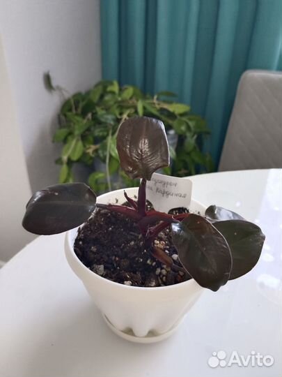 Филодендрон