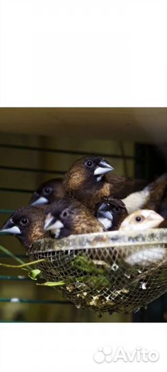 Японские амадины