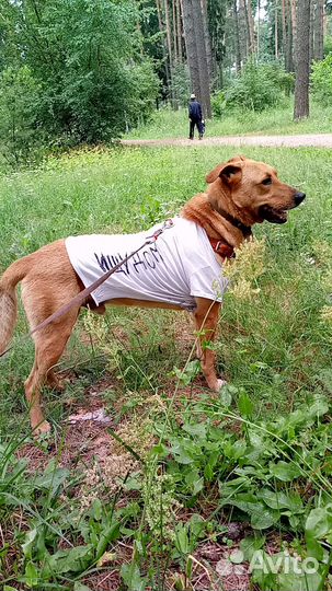 Кото-пес в добрые руки