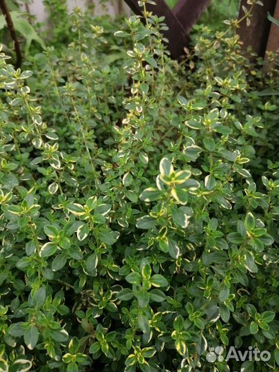 Тимьян лимоннопахнущий