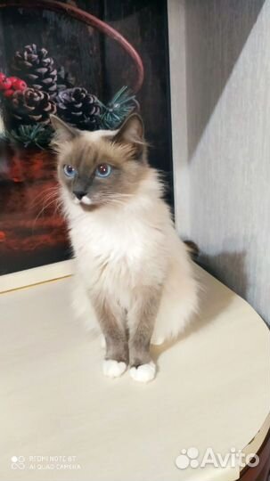Отдам котика Мирона