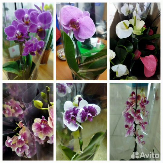 Орхидея фаленопсис горшечная