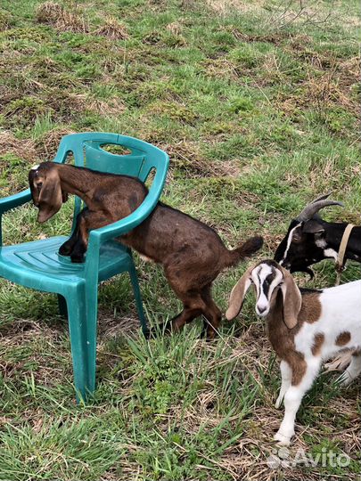 Козлята козы камеруно-нигерийские, камори