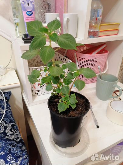 Комнатные цветы