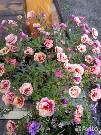 Калиброхоа